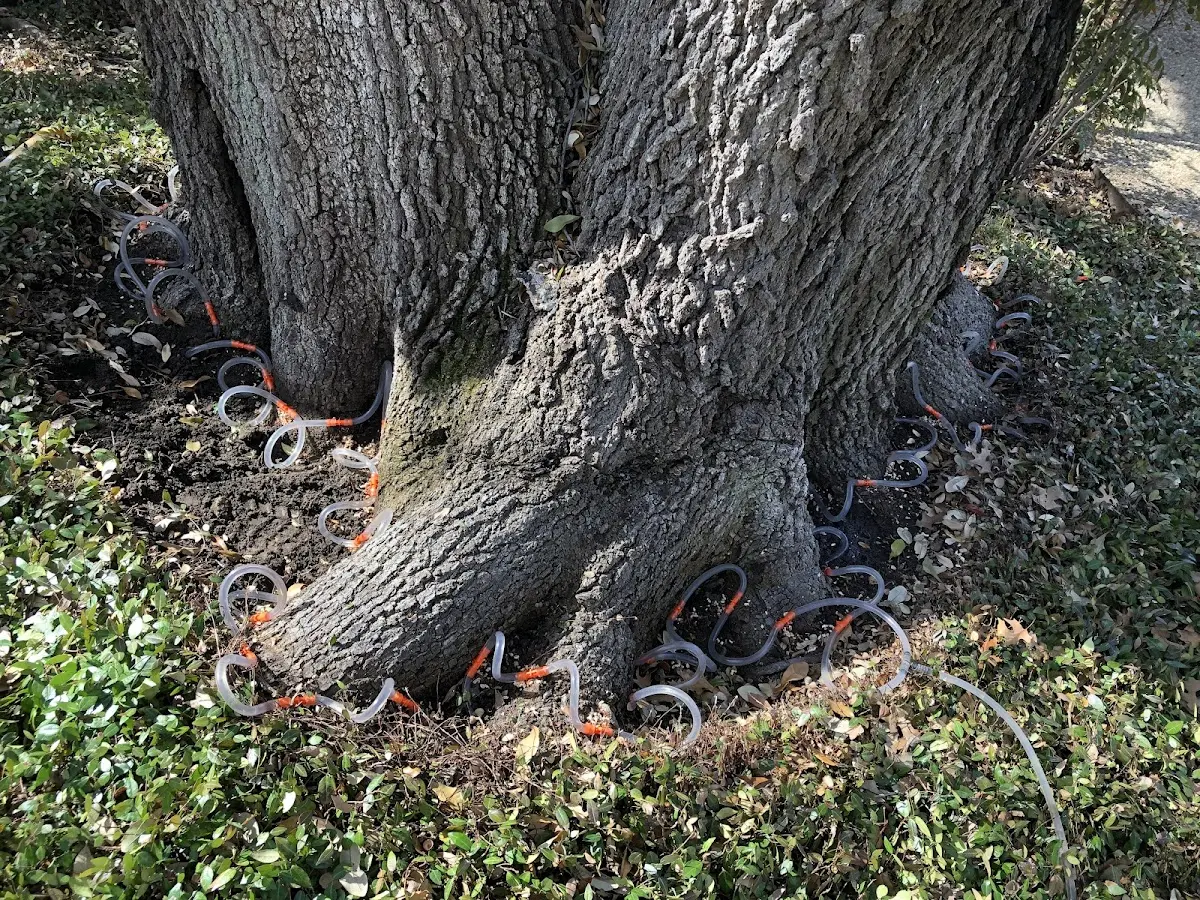 Detailed Tree Cabling and Bracing job site in Pounding Mill